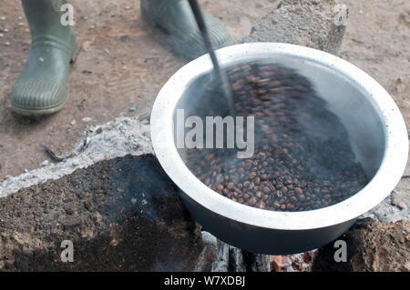 Coffee (Coffea arabica) beans roasting over a fire, Tanzania, East Africa. Stock Photo