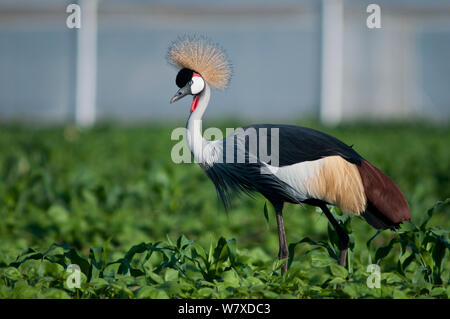 Grey crowned crane (Balearica regulorum gibbericeps) foraging in a bean field, Tanzania, East Africa. Stock Photo