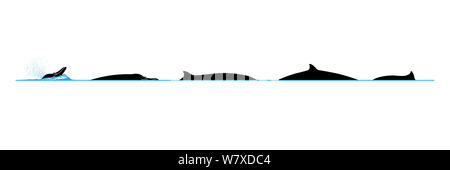 Illustration of the diving behaviour of a Strap-Toothed Whale (Mesoplodon layardii). Stock Photo