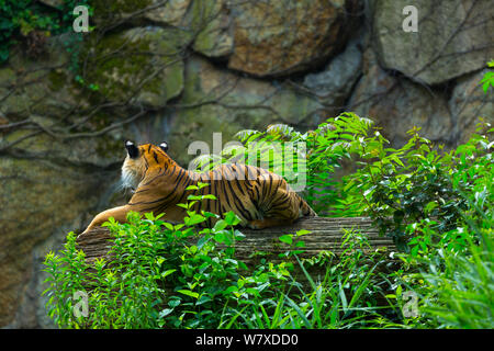 Indochinese tiger (Panthera tigris corbetti) captive occurs in South East Asia. Stock Photo