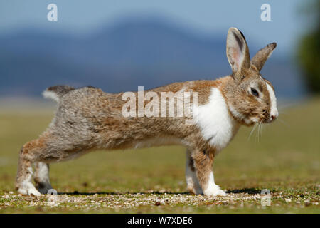 Feral domestic rabbit (Oryctolagus cuniculus) stretching, Okunojima Island, also known as Rabbit Island, Hiroshima, Japan. Stock Photo