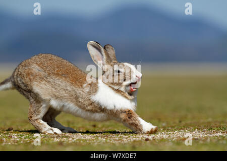 Feral domestic rabbit (Oryctolagus cuniculus) stretching and yawning, Okunojima Island, also known as Rabbit Island, Hiroshima, Japan. Stock Photo