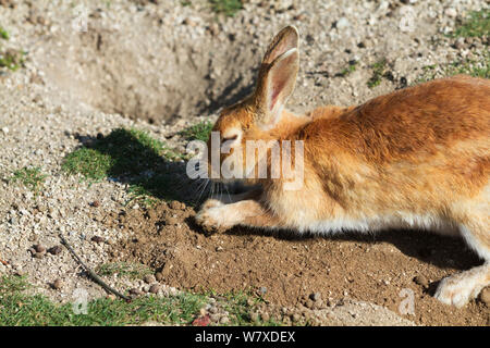 Feral domestic rabbit (Oryctolagus cuniculus) digging, Okunojima Island, also known as Rabbit Island, Hiroshima, Japan. Stock Photo