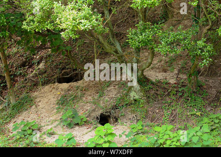 Feral domestic rabbit (Oryctolagus cuniculus) burrows, Okunojima Island, also known as Rabbit Island, Hiroshima, Japan. Stock Photo