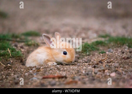 Feral domestic rabbit (Oryctolagus cuniculus) Okunojima Island, also known as Rabbit Island, Hiroshima, Japan. Stock Photo