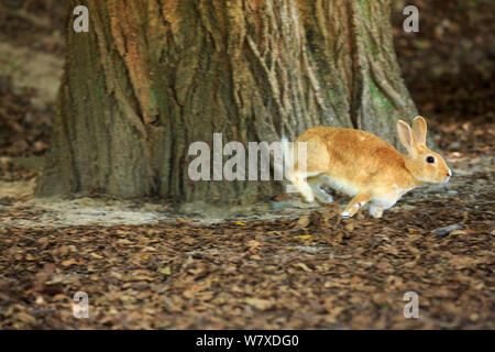 Feral domestic rabbit (Oryctolagus cuniculus) running, Okunojima Island, also known as Rabbit Island, Hiroshima, Japan. Stock Photo