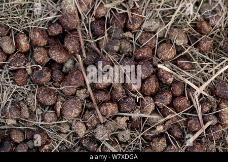 Feral domestic rabbit (Oryctolagus cuniculus) faeces, Okunojima Island, also known as Rabbit Island, Hiroshima, Japan. Stock Photo