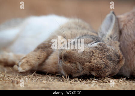 Feral domestic rabbit (Oryctolagus cuniculus) sleeping, Okunojima Island, also known as Rabbit Island, Hiroshima, Japan. Stock Photo