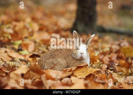 Feral domestic rabbit (Oryctolagus cuniculus) among dead leaves, Okunojima Island, also known as Rabbit Island, Hiroshima, Japan. Stock Photo