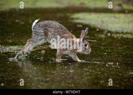 Feral domestic rabbit (Oryctolagus cuniculus) with wet fur running through puddle,  Okunojima Island, also known as Rabbit Island, Hiroshima, Japan. Stock Photo