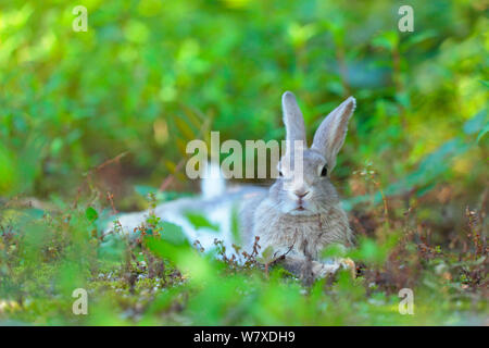 Feral domestic rabbit (Oryctolagus cuniculus) resting, Okunojima Island, also known as Rabbit Island, Hiroshima, Japan. Stock Photo