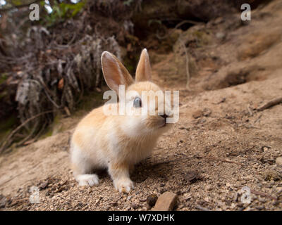 Feral domestic rabbit (Oryctolagus cuniculus) Okunojima Island, also known as Rabbit Island, Hiroshima, Japan. Stock Photo