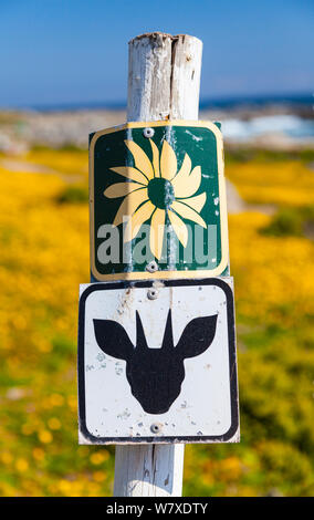 Sign for antelope and wildflowers, with yellow flowers in background, Postberg Trail, West Coast National Park, Western Cape province, South Africa, September 2012. Stock Photo