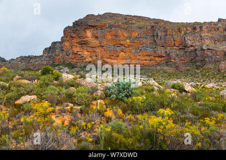 Cliffs and succulent vegetation, Pakhuis Pass, Wildflowers, Clanwilliam, Cederberg Mountains, Western Cape province, South Africa, September 2012. Stock Photo