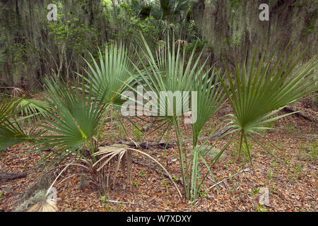 Saw Palmetto (Serenoa repens) leaves and forest along the Big Ferry Trail in Skidaway Island State Park, Georgia, USA. Stock Photo