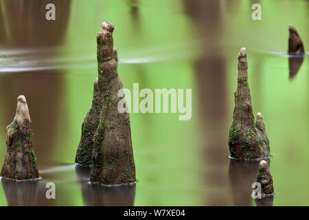 Bald cypress (Taxodium distichum) knees in Congaree National Park, South Carolina, USA. Stock Photo