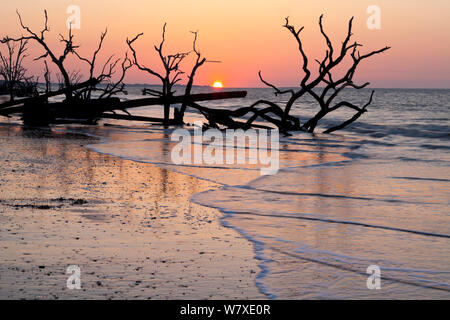 Dead trees at sunrise at Boneyard Beach in the Botany Bay Plantation Wildlife Management Area on Edisto Island, South Carolina, USA. Changing tides have transformed what was once forest into a beach. Stock Photo