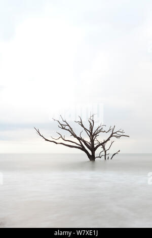 Dead tree in the sea, Boneyard Beach, Botany Bay Plantation Wildlife Management Area on Edisto Island, South Carolina, USA.  Changing tides have transformed what was once forest into a beach. Stock Photo