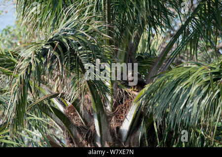 Lesser Spotted Eagle (Clanga pomarina) in palm tree, Democratic Republic of the Congo. Stock Photo