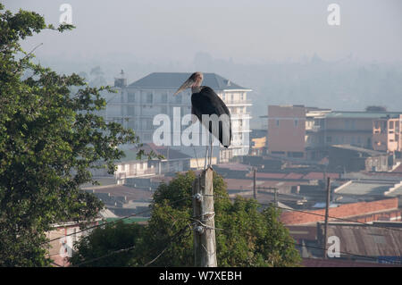 Marabou stork (Leptoptilos crumeniferus) perched on post at Fort Portal, Uganda, February 2012. Stock Photo