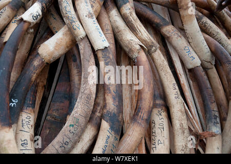 African forest elephant (Loxodonta cyclotis) tusks piled up before government ivory burn with 6 tonnes (worth 6 million dollars) of ivory, Libreville, Gabon, June 6th 2012. Stock Photo