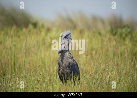 Shoebill (Balaeniceps rex) standing in wetland habitat near Lake Victoria, Uganda. Stock Photo