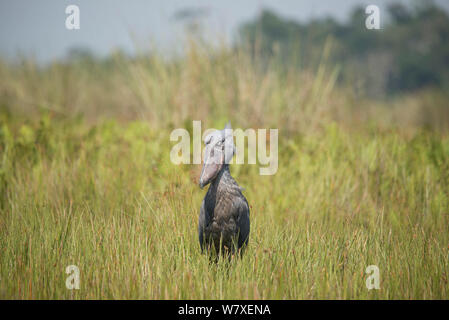 Shoebill (Balaeniceps rex) standing in wetland habitat near Lake Victoria, Uganda. Stock Photo