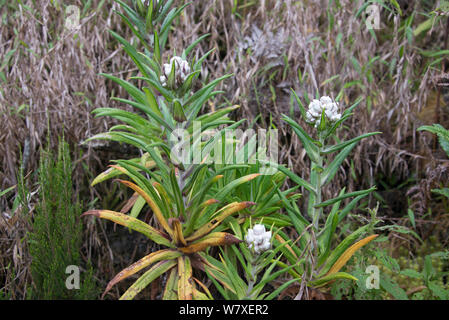 Everlasting flower (Helichrysum sp)  in the Ruwenzori mountain range at  high altitude, Democratic Republic of Congo Stock Photo