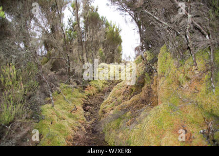 Tree heather  (Erica arborea)  growing in the Ruwenzori mountain range  at  high altitude,  Democratic Republic of the Congo Stock Photo