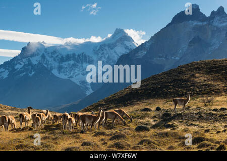 Herd of Guanacos (Lama guanicoe) grazing on a ridge below the Torres del Paine mountain peaks. Torres del Paine National Park, Patagonia, Chile. April 2013, Non-ex. Stock Photo