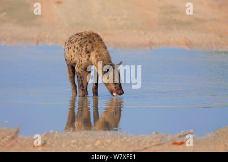 Spotted hyaena (Crocuta crocuta) walking through puddle in the road. Kgalagadi Transfrontier Park, Southern Africa, February. Non-ex. Stock Photo