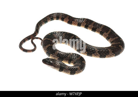 Brown-banded watersnake (Helicops angulatus), Berbice River, Guyana, September. Meetyourneighbours.net project. Stock Photo