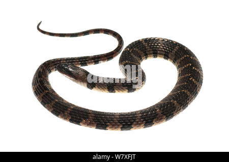 Brown-banded watersnake (Helicops angulatus), Berbice River, Guyana, September. Meetyourneighbours.net project. Stock Photo