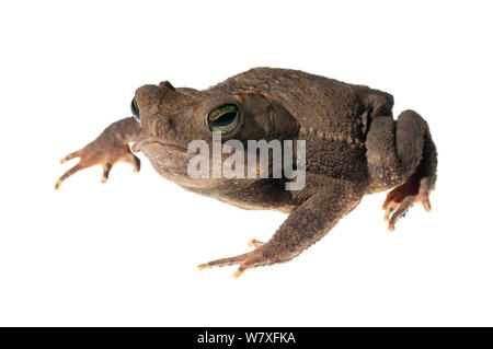 Crested toad (Rhinella martyi), Berbice River, Guyana, September. Meetyourneighbours.net project. Stock Photo