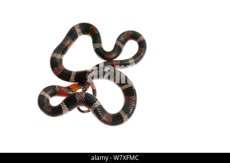 False Coral Snake (Erythrolamprus aesculapii), Berbice River, Guyana, September. Meetyourneighbours.net project. Stock Photo