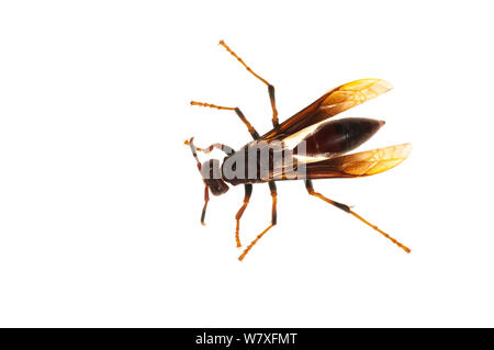 Wasp (Polistes sp) Dadanawa Ranch, Guyana, July. Meetyourneighbours.net project. Stock Photo