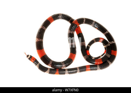 South American coral snake (Micrurus lemniscatus) Kanuku Mountains, July. Meetyourneighbours.net project. Stock Photo