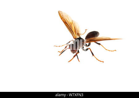 Wasp (Polistes sp) Dadanawa Ranch, Guyana, July. Meetyourneighbours.net project. Stock Photo