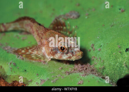 Dwarf / pygmy sculpin (Procottus gurwicii) on cortical sponge. Lake Baikal, Russia, December. Stock Photo