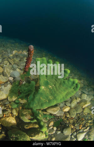 Baikal sponge (Lubomirskia baicalensis), Lake Baikal, Russia, August. Stock Photo
