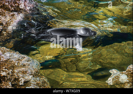 Baikal seal (Pusa sibirica) in water. Endemic to Lake Baikal, Russia, May. Stock Photo