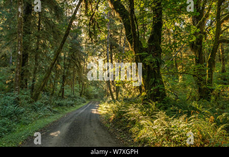 Queets River Road in temperate rain forest, Queets Valley, Olympic National Park, Washington state, USA Stock Photo