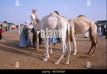 Traders selling camels, Agadez cattle market, Niger, 2005. Stock Photo