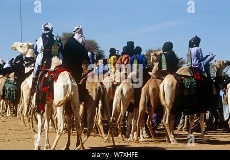 Tuareg camel riders on display at the Iferouane festival, central Niger, 2005. Stock Photo