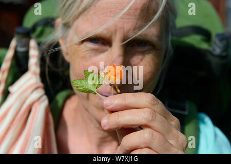 Woman with Cloudberry (Rubus chamaemorus) Family hiking trip on the Laponia Circuit, along the Padjelantaleden trail, Padjelanta National Park and Sarek National Park, Norrbotten, Lapland, Sweden. Model released Stock Photo