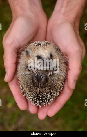 European hedgehog (Erinaceus europaeus) hand reared orphan held in human hands, Jarfalla, Sweden. Stock Photo
