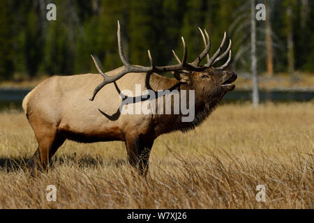 American elk (Cervus elaphus canadensis) stag calling during rut, Yellowstone National Park, Wyoming, USA. October. Stock Photo
