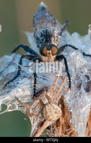 Encounter between Robber fly (Eutolmus rufibarbis) and Crab spider (Xysticus audax) on a dew-covered thistle, Inslag, Brasschaat, Belgium, July. Stock Photo