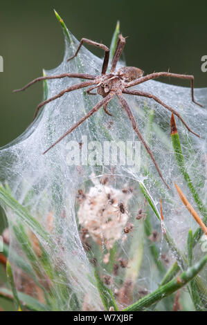 Nursery-web spider (Pisaura mirabilis) female guarding nest with young spiders inside, Groot Schietveld, Wuustwezel  Belgium, July. Stock Photo
