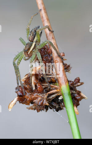 Raft spider (Dolomedes fimbriatus) juvenile, Klein Schietveld, Brasschaat, Belgium, August. Stock Photo